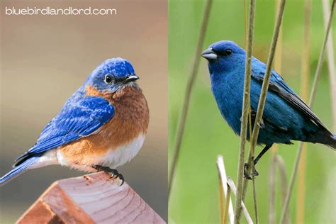 Eastern Bluebirds vs. Indigo Buntings - Bluebird Landlord