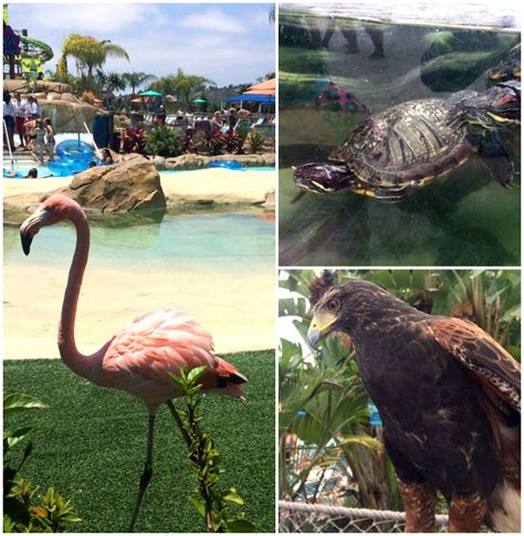 10 reasons to visit Aquatica, SeaWorld San Diego's waterpark - Brie Brie Blooms