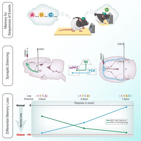 The Neurobiology of Memory for Time | Allen Neurocircuitry & Cognition Lab