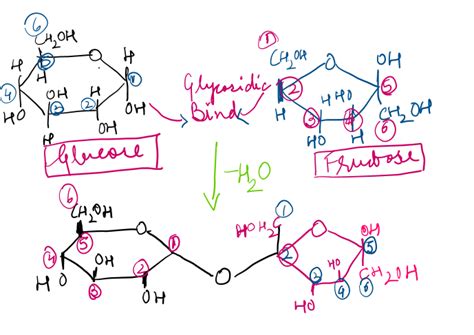 [Solved] a) Draw a Lewis Structure for sucrose b) Classify the molecule... | Course Hero