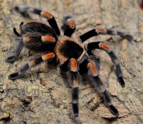 Brachypelma Smithi (Mexican Red Knee) | Mexican red knee, Tarantula, Red knee tarantula