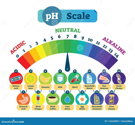 PH Acid Scale Vector Illustration Diagram with Acidic, Neutral and Alkaline Examples. Stock ...
