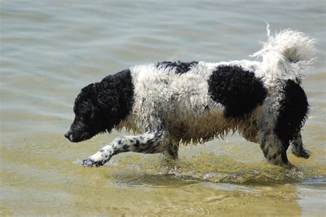 Water Dog Breeds | The Smart Dog Guide