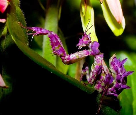 Purple Orchid Mantis | Praying mantis, Orchid mantis, National geographic photography