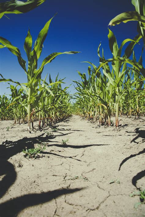 Corn Field Photos, Download The BEST Free Corn Field Stock Photos & HD ...