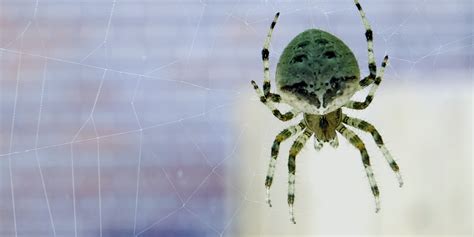 Cat-Faced Spider – Salisbury Greenhouse