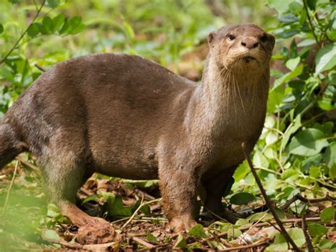 Smooth-Coated Otter mammals at Rajaji National Park | RAJAJI NATIONAL PARK