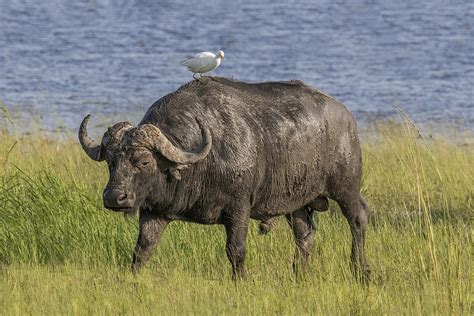 African buffalo - Wikipedia