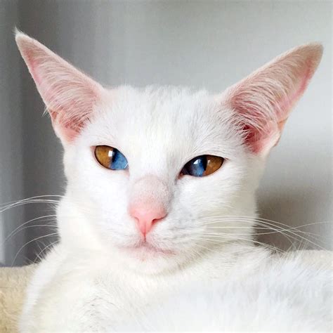 Conoce este impresionante gato blanco con una rara condición genética que hace sus ojos sean ...