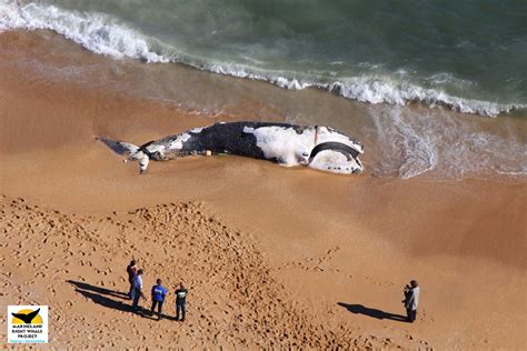 Marineland Right Whale Project: Dead Right Whale Washes Up on Beach in ...