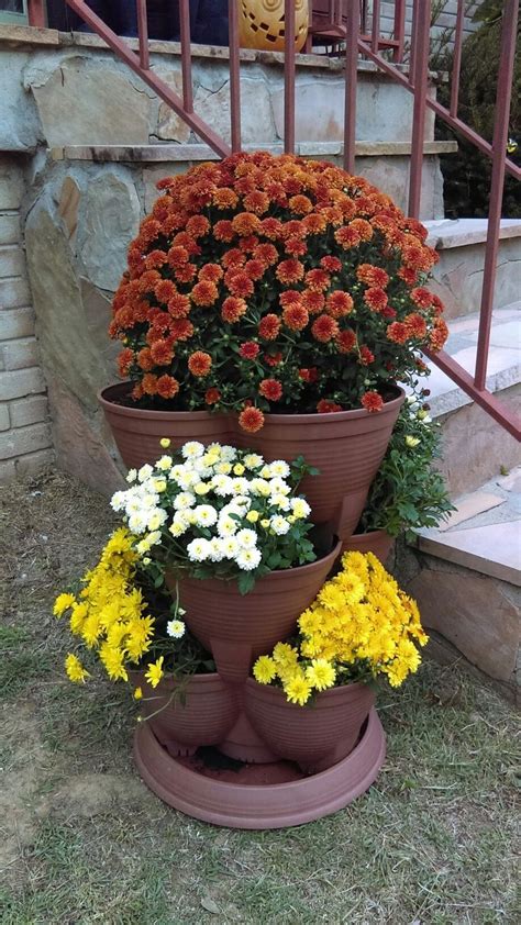 Candy corn lovers! Candy corn inspired mums in stackable pots. Love fall/Halloween time ...