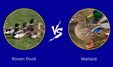 Rouen Duck vs Mallard: What are the Differences? - Wiki Point