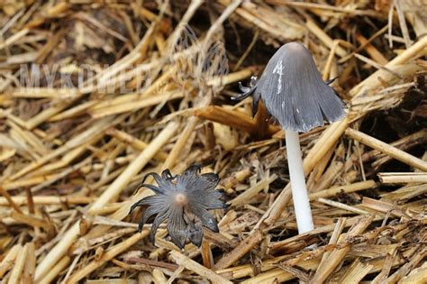 Coprinopsis cinerea - hnojník mrvní - Mykoweb