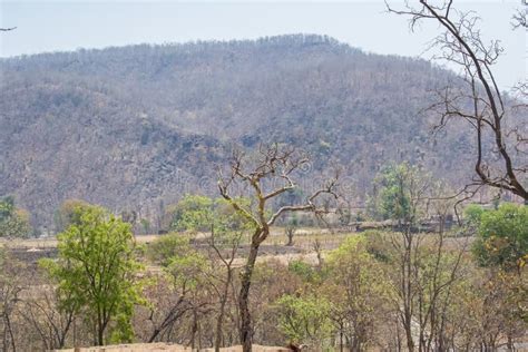 Foresta Decidua E Colline Asciutte Di Vindhyanchal Fotografia Stock - Immagine di india, colline ...