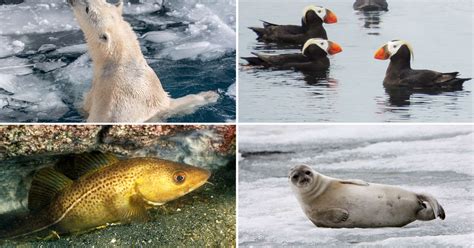 Ocean animals threatened by climate change