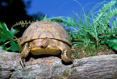 Tail end of a box turtle climbing over log | Mother-Daughter Press