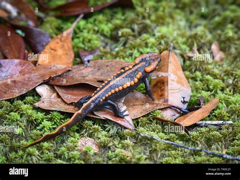 salamander on green mos/ wildlife reptile crocodile salamander spotted orange and black rare ...