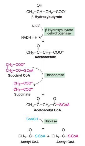 Metabolism-utilization-of-ketone-bodies | Online Biochemistry Notes