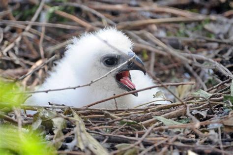 Endangered Harpy Eagle Mom Shares a Sneak Peek of... - Look at this ...