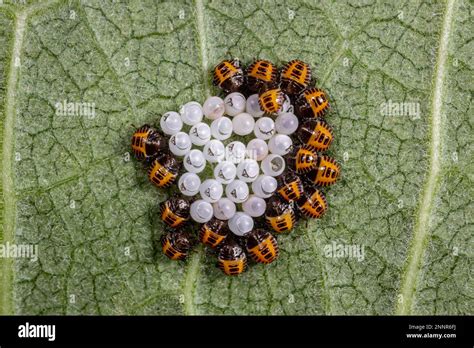 Brown marmorated stink bug eggs and nymph instar hatching from eggs. Invasive Insect control ...