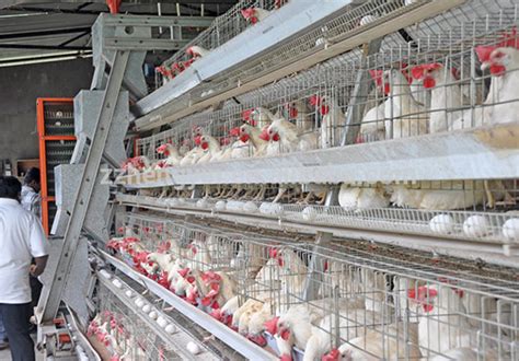 Which Chicken Farm Equipment is Needed in the Chicken Farm Process ...