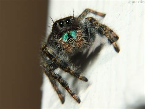 Bold Jumping Spider - North American Insects & Spiders