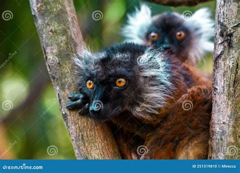 Black Lemur â€“ Female and Baby, Portrait. Eulemur Macaco, Madagascar ...