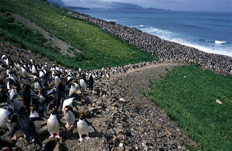 Rockhopper Penguin Habitat Map