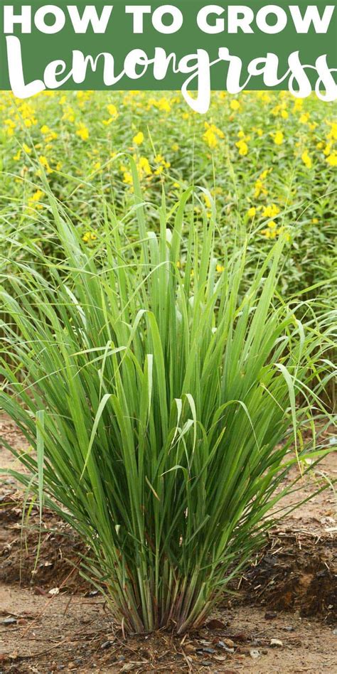 How to Grow Lemongrass (in the Garden and in Containers)