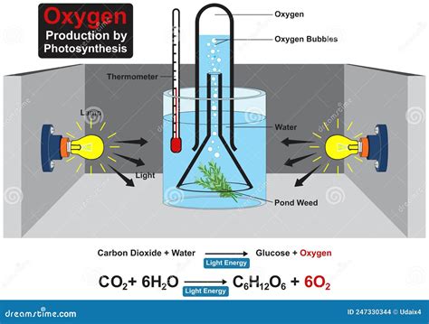 Oxygen Production by Photosynthesis Experiment Infographic Diagram ...