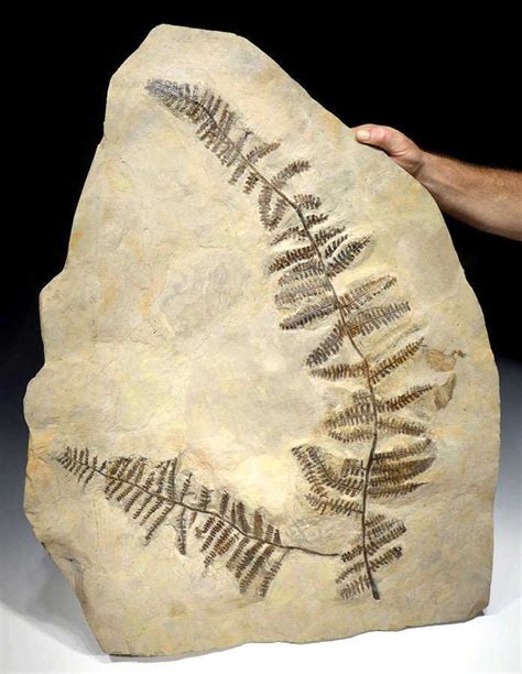 Rare Giant Pecopteris Permian Tree Fern Fossil