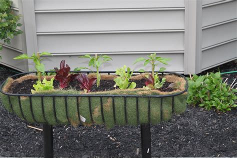 Variety of lettuce planter in Kinsman planter by R&R Caddick | Vegtable ...