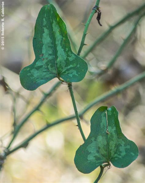 saw greenbrier (TVA, Muscle Shoals Reservation) · BioDiversity4All