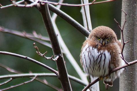 Owl - Northern Pygmy Owl Information for Kids