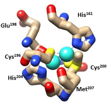 Cytochrome Oxidase - Chemistry LibreTexts