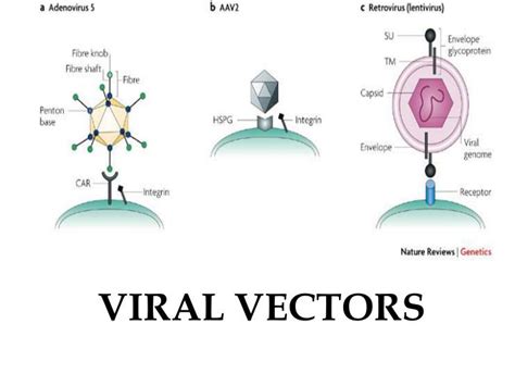 PPT - VIRAL VECTORS PowerPoint Presentation, free download - ID:3351099