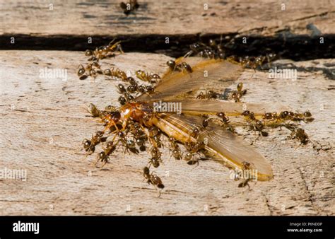 Ants Fighting Termites Stock Photo - Alamy