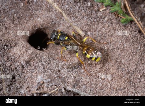 Field digger wasp, Mellinus arvensis excavating a nest in sandy soil ...