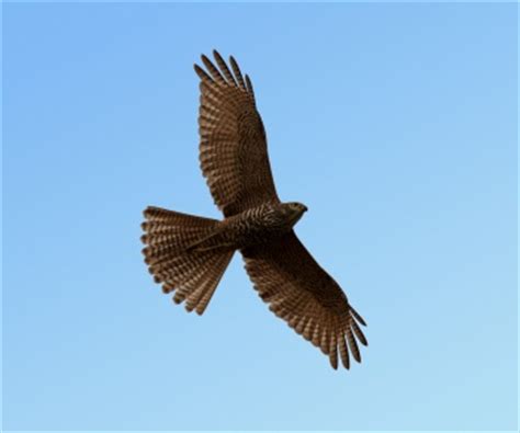 Brown Goshawk - BirdForum Opus | BirdForum