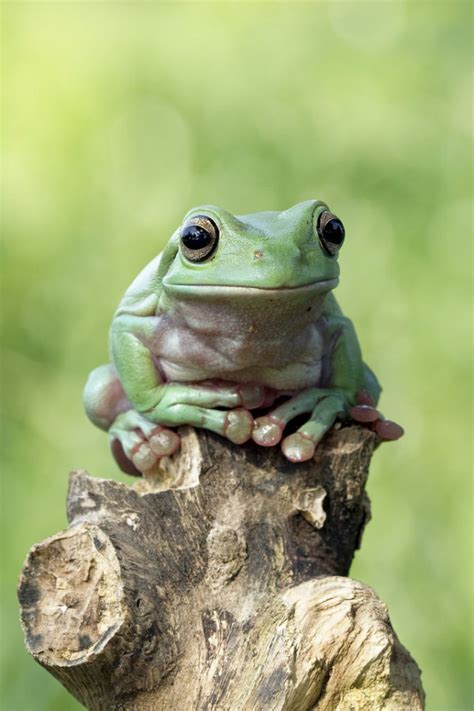 phototoartguy: Dumpy frog by kurito afsheen on... - Frogs Are Awesome!