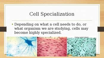 Cell Specialization for Zoology or Biology by Matthew Tunno | TpT