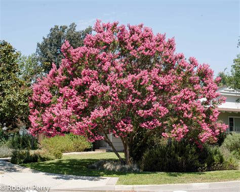 Crape myrtle - Waterwise Garden Planner