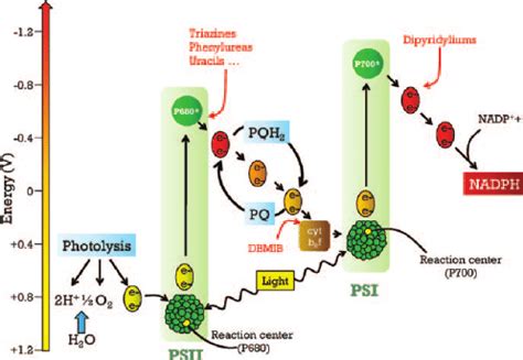 [PDF] Molecular Mechanisms Of Photosynthesis - PDF Database ...