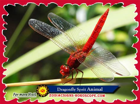 Dragonfly Spirit Animal: Meaning, Symbolism, Dreams of Dragonfly Totem