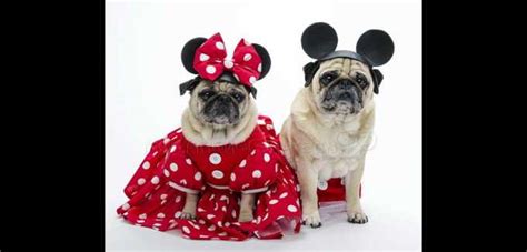 Disney Pug