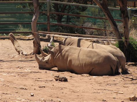 Animals of Monarto Zoo South Australia - Trevor's Travels