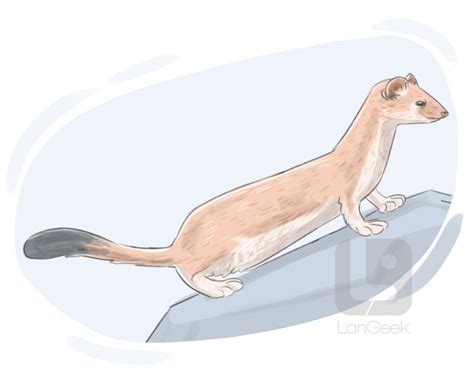 Definition & Meaning of "Weasel" | LanGeek