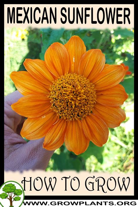 Mexican sunflower - How to grow & care