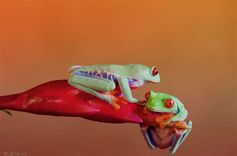 The Spellbinding World Of Frogs In Macro Photography By Wil Mijer