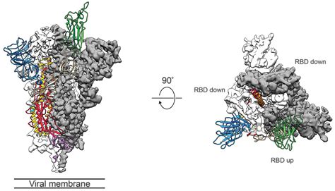 Protein Structure Analysis Using Single Particle Cryo-EM for Coronavirus Research - Creative ...